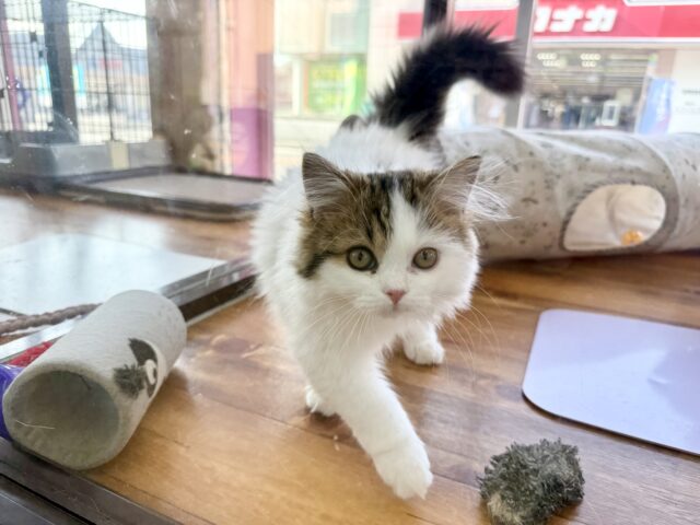 最新画像📸スコティッシュフォールド（ブラウンタビー&ホワイト）男の子♫ずっとゴロゴロしちゃう❤️