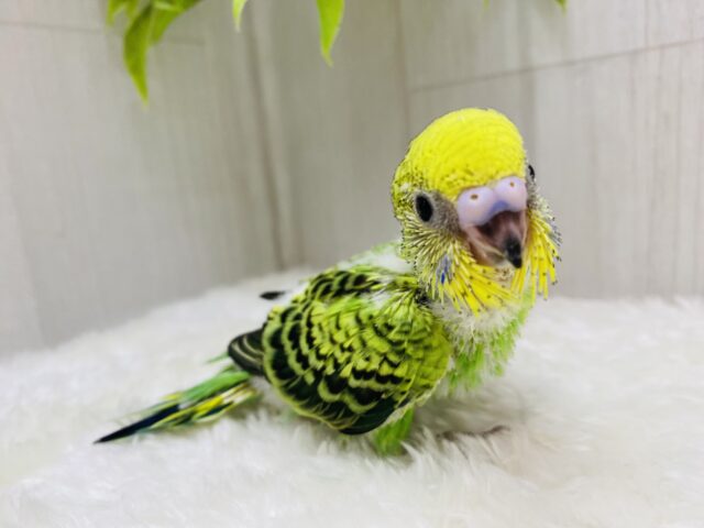 セキセイインコ