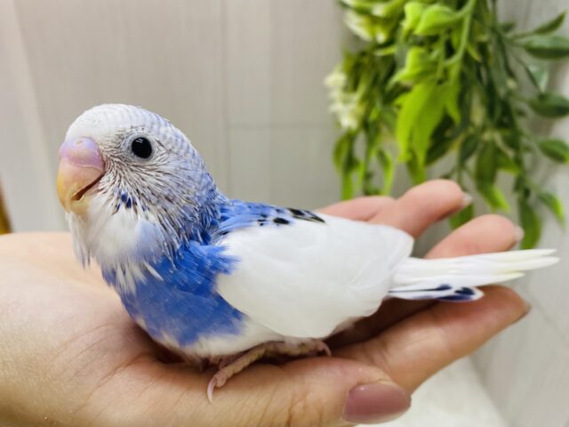 セキセイインコ