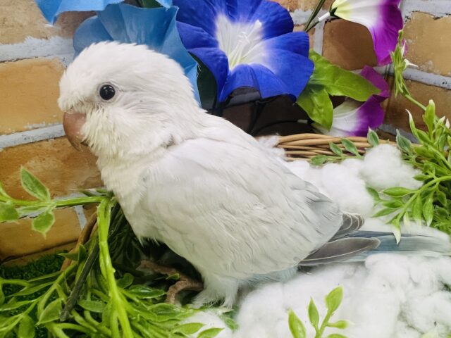 オキナインコ