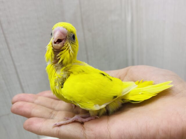 セキセイインコ