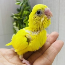 模様は控えめﾀﾞｹﾄﾞ…心はグイグイ系なんﾃﾞｽ‼️セキセイインコのハルクイン🌼