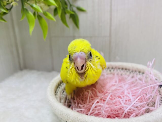セキセイインコ