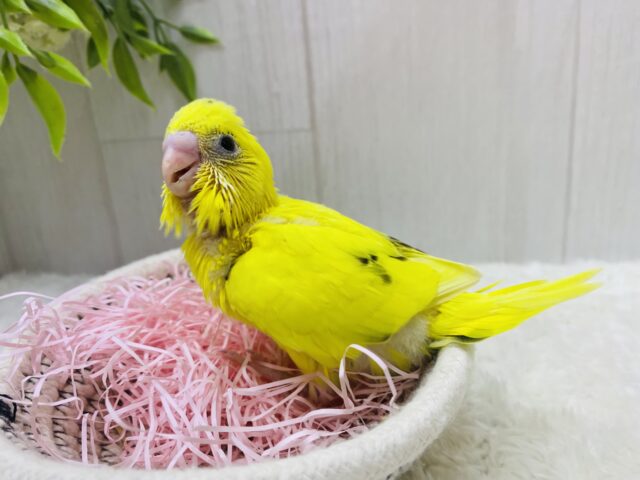 セキセイインコ