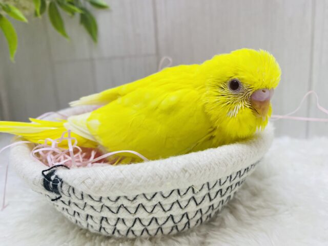 セキセイインコ