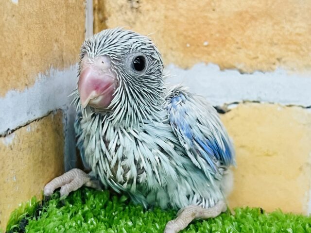 さっぱり夏カラー🩵マメルリハ（アメリカンホワイト）男の子！