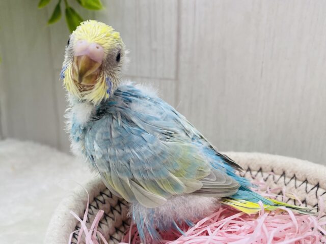 あわ〜いパステル可愛すぎますっ💕ワタワタに包まれたセキセイインコのパステルレインボー🌈