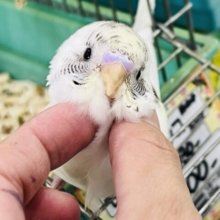 8/20更新☆レアカラー✨セキセイインコのヒナ(4色ハルクイン)入荷しました❤️