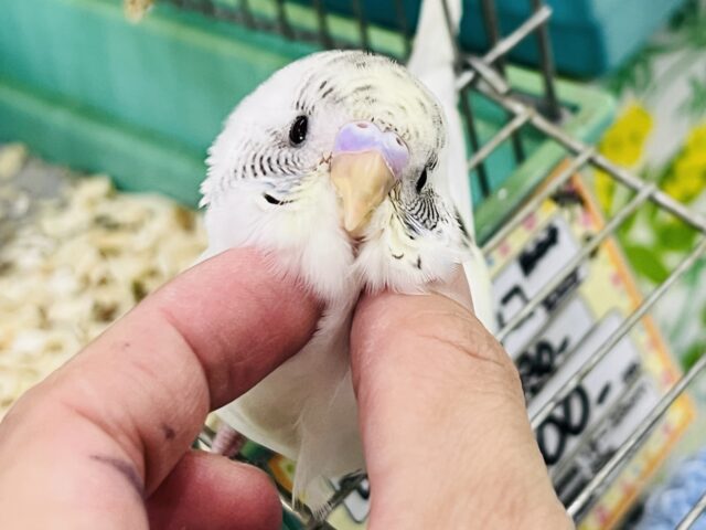 8/20更新☆レアカラー✨セキセイインコのヒナ(4色ハルクイン)入荷しました❤️