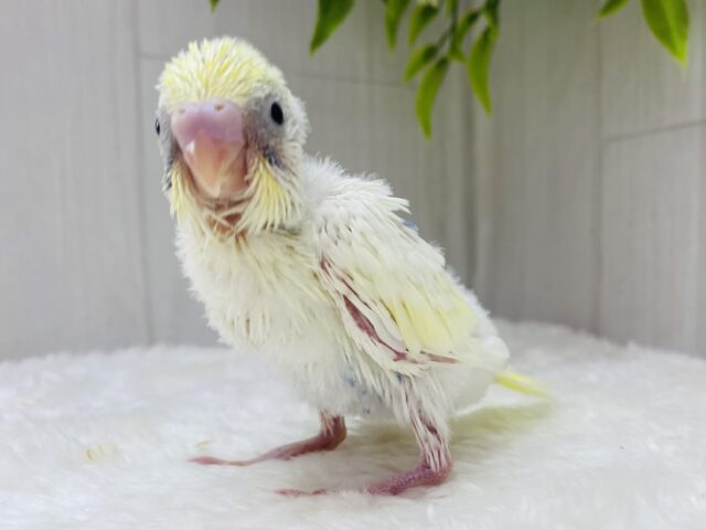 クリームかと思いきや…ちょこっとブルー💙これからが楽しみすぎるセキセイインコ（パステルレインボーパイド）🌟