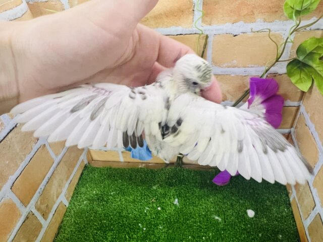 素敵なまだらでしょ🎶バブ顔セキセイインコ(4色ハルクイン) セキセイインコ