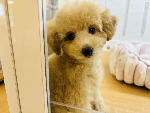 可愛すぎる兄妹の参上〜！トイプードルくん！