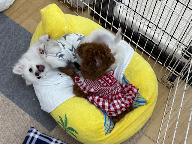 ポメチー（ポメチワ）