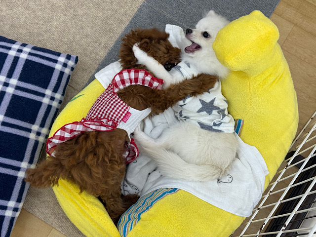 ポメチー（ポメチワ）