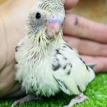 素敵なまだらでしょ🎶バブ顔セキセイインコ（４色ハルクイン）