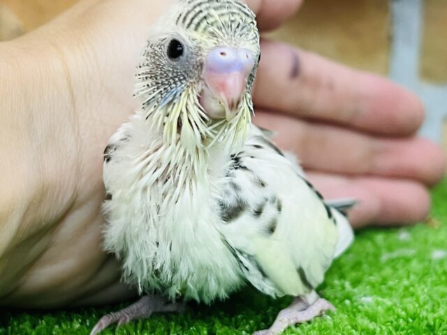 素敵なまだらでしょ🎶バブ顔セキセイインコ(4色ハルクイン) 素敵なまだらでしょ🎶バブ顔セキセイインコ(4色ハルクイン)