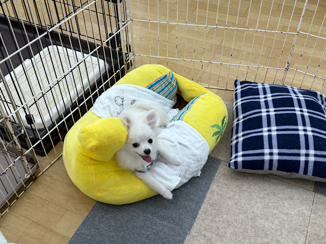 ポメチー（ポメチワ）