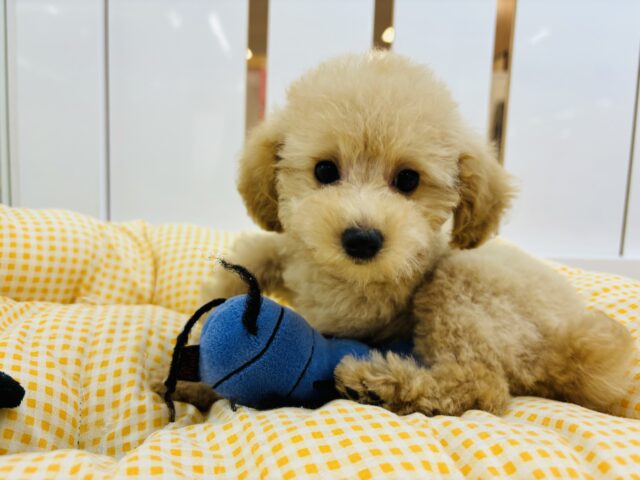 トイプードル