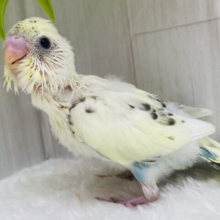 パッチリおめめのキュートな子ﾃﾞｽ🩷優しい雰囲気のセキセイインコ（4色ハルクイン）🫶
