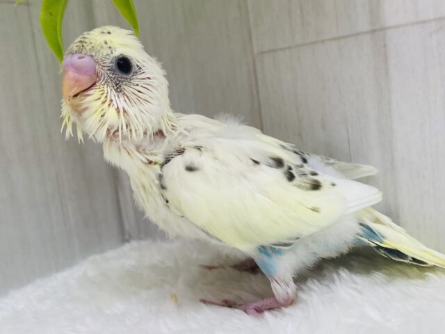 パッチリおめめのキュートな子ﾃﾞｽ🩷優しい雰囲気のセキセイインコ（4色ハルクイン）🫶