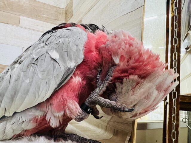 モモイロインコ