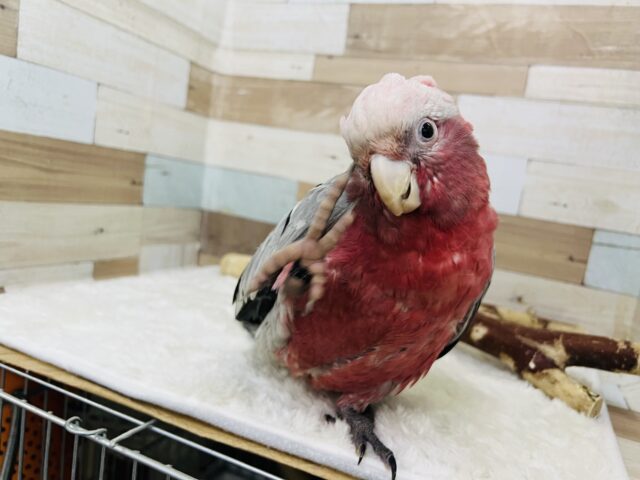 モモイロインコ