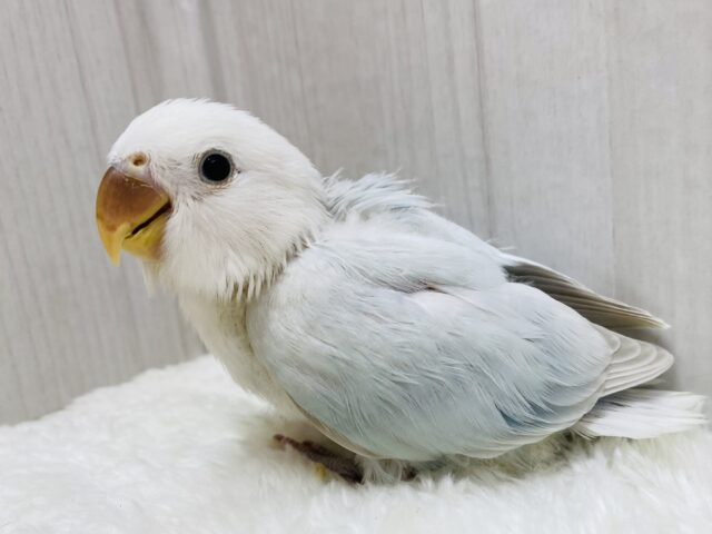 最新画像あります❗️ぽわぽわ〜☁️🩵どんな姿を見せてくれますかぁ❓コザクラインコのアクアターコイズ系🌟