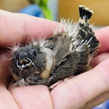 ぱや〜♡キンカ鳥ノーマル入舎です☆