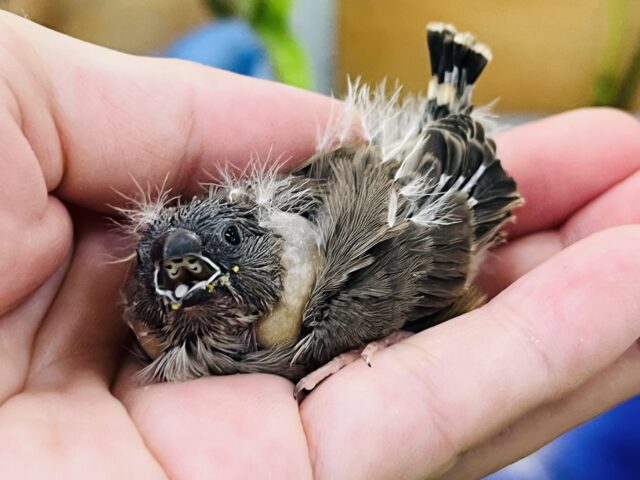 錦花鳥（キンカチョウ）