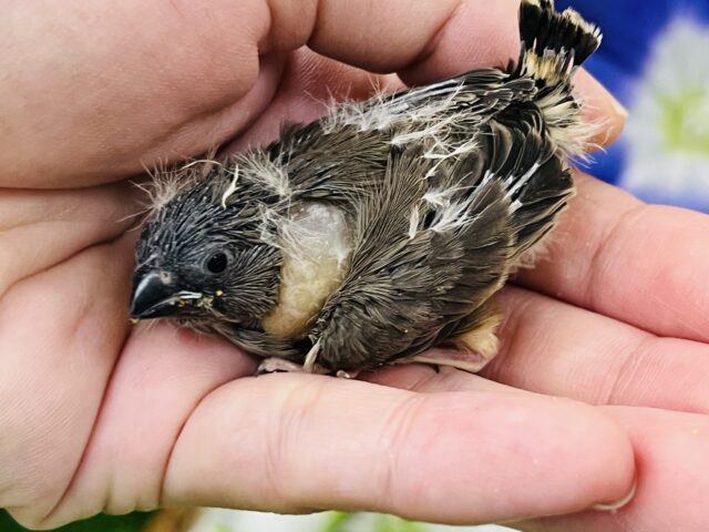 錦花鳥（キンカチョウ）