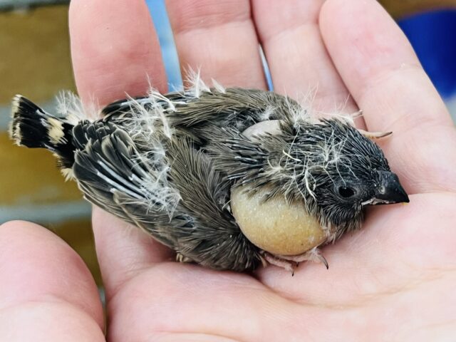 錦花鳥（キンカチョウ）