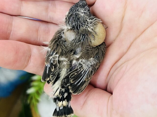 錦花鳥（キンカチョウ）