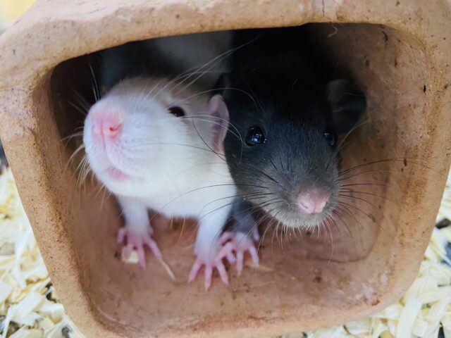 ファンシーラット