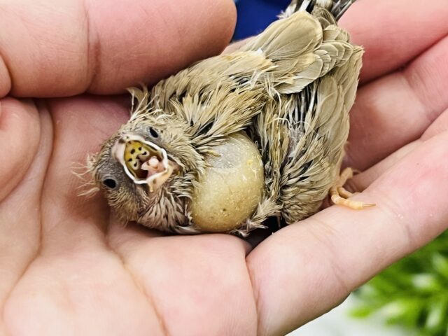 ミルクティー🫖キンカ鳥の色変わり入舎です！