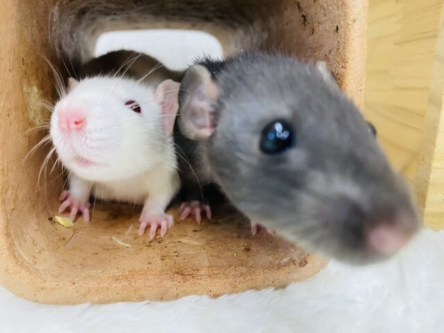 ファンシーラット