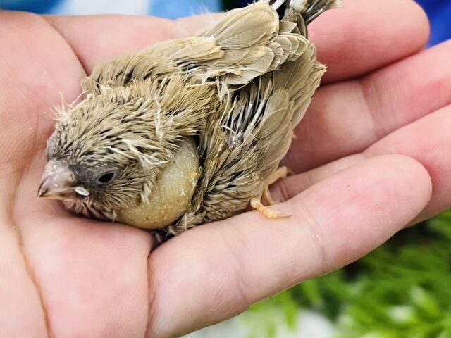 錦花鳥（キンカチョウ）