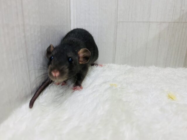 ファンシーラット