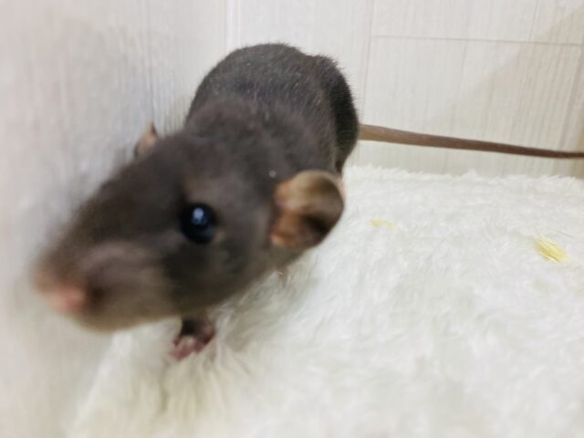 ファンシーラット