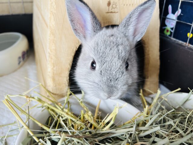 優しいグレーのネザーランドドワーフラビット🩶 ネザーランドドワーフ
