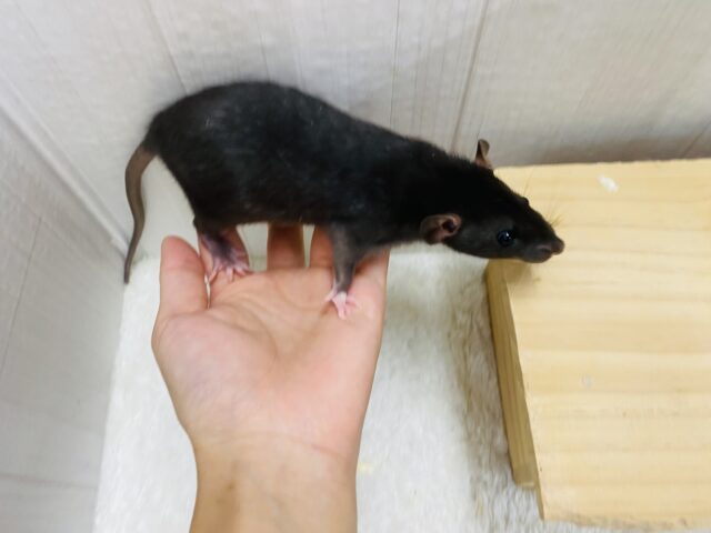 ファンシーラット