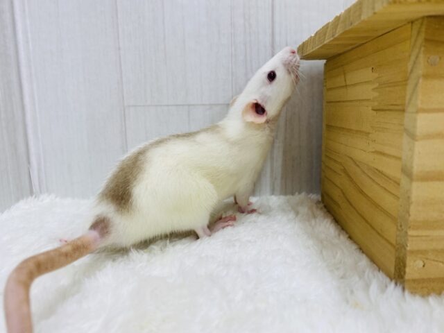 ファンシーラット