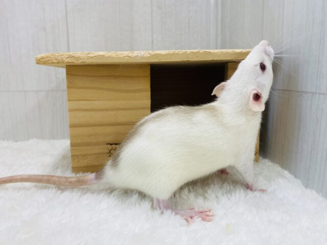 ファンシーラット