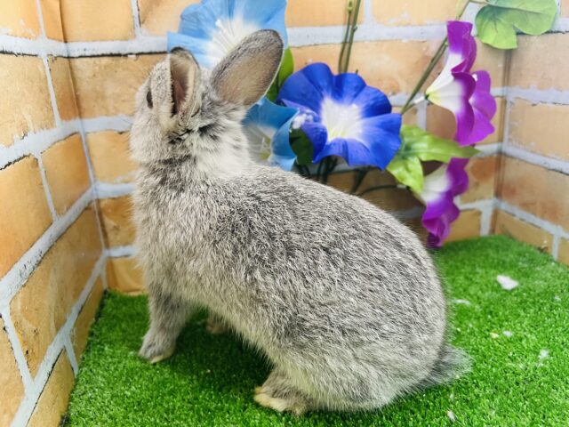 ネザーランドドワーフ