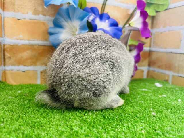 ネザーランドドワーフ