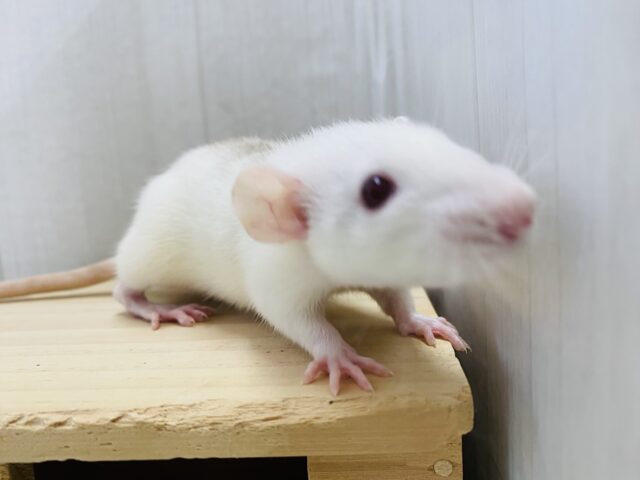 もちもちシナモンちゃん⁉️キラッと赤目のファンシーラット女の子🎀