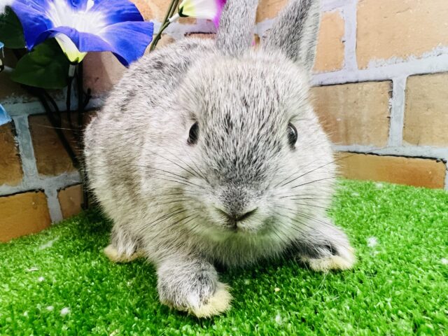 優しいグレーのネザーランドドワーフラビット🩶 優しいグレーのネザーランドドワーフラビット🩶