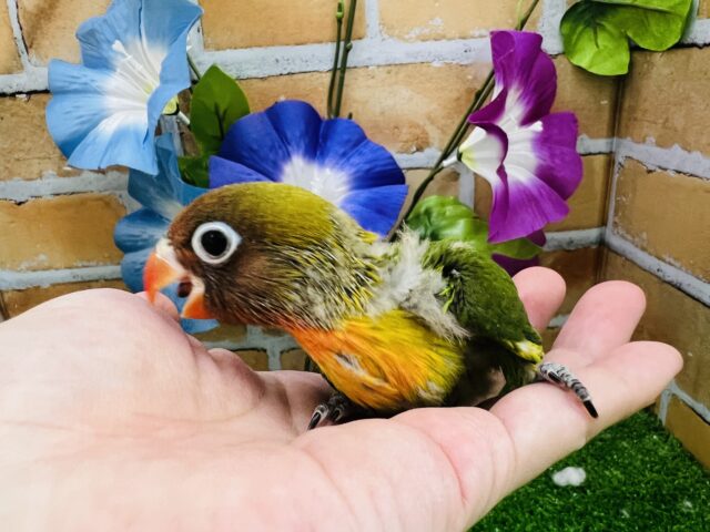 キエリボタンインコ