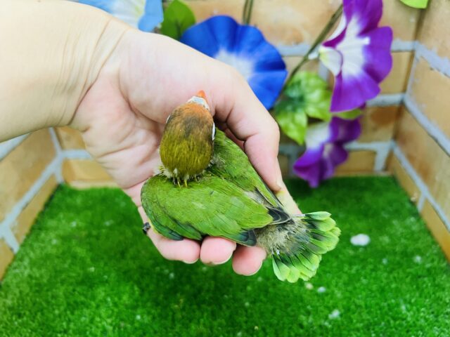 キエリボタンインコ