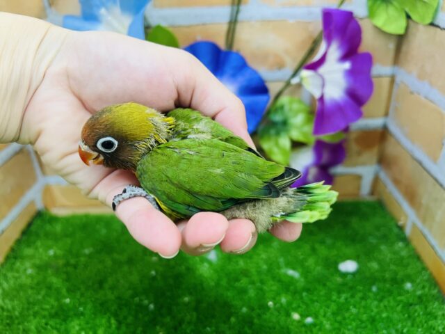 キエリボタンインコ