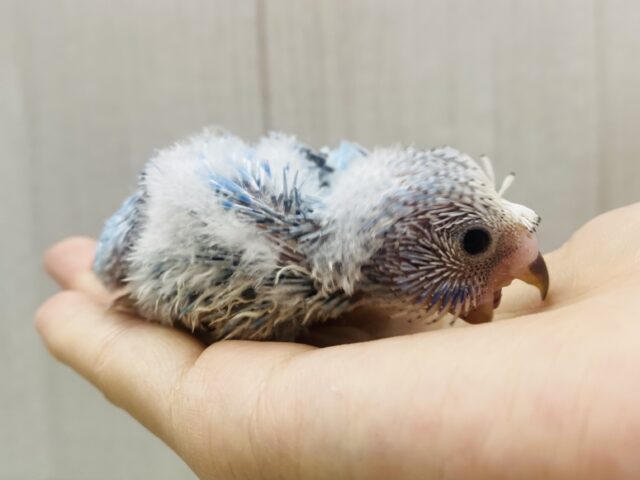 梵天セキセイインコ